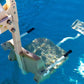 F-MTY400 | Aqua Creek Mighty 400 ADA Pool Lift Mighty Series